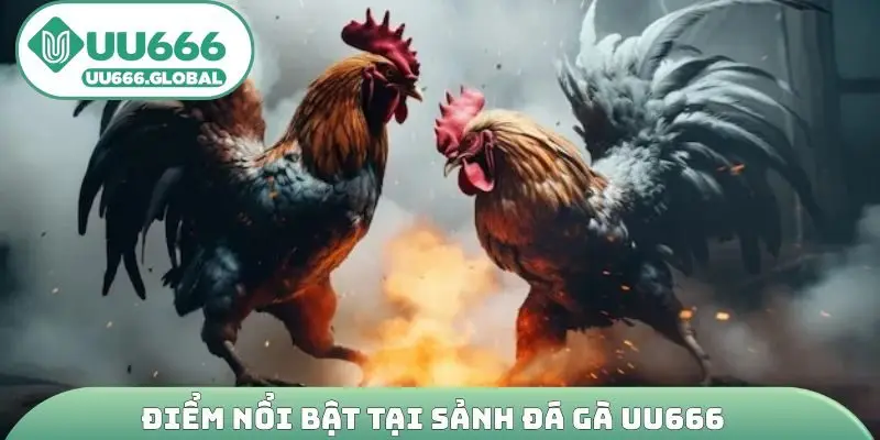 Điểm nổi bật tại sảnh đá gà UU666