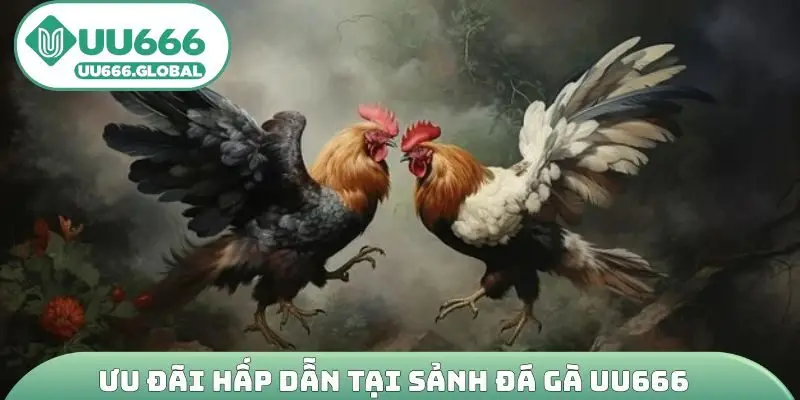 Ưu đãi hấp dẫn tại sảnh đá gà UU666